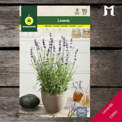 Foto principal LAVANDA OFFICINALIS RAINBOW