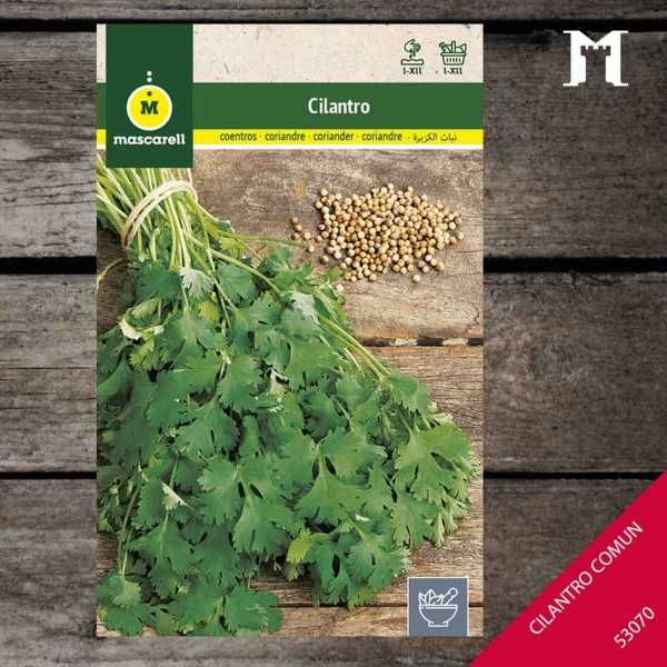 Foto principal CILANTRO COMUN RAINBOW
