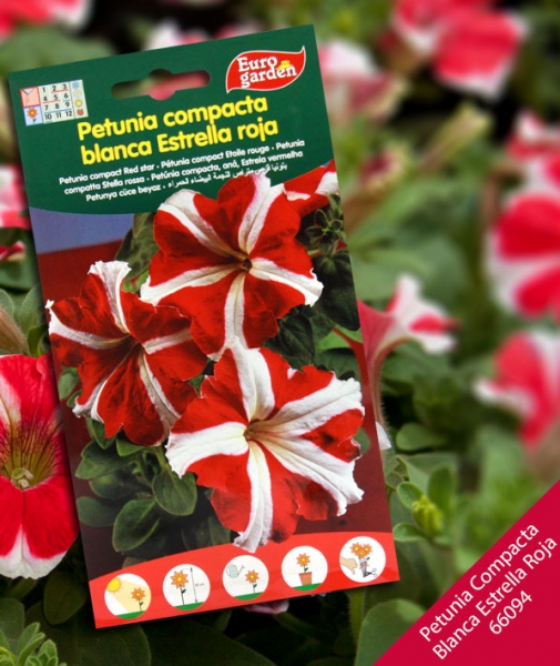 Foto principal PETUNIA HIBRIDA C. BLANCA ESTRELLA ROJA